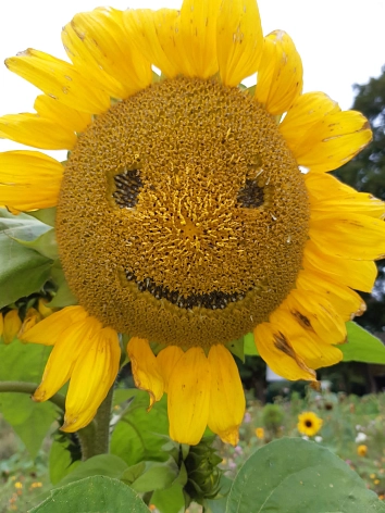Sonnenblume mit lachendem Gesicht © Heike und Manfred Köster